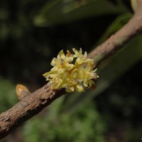 Actinodaphne stenophylla Thwaites